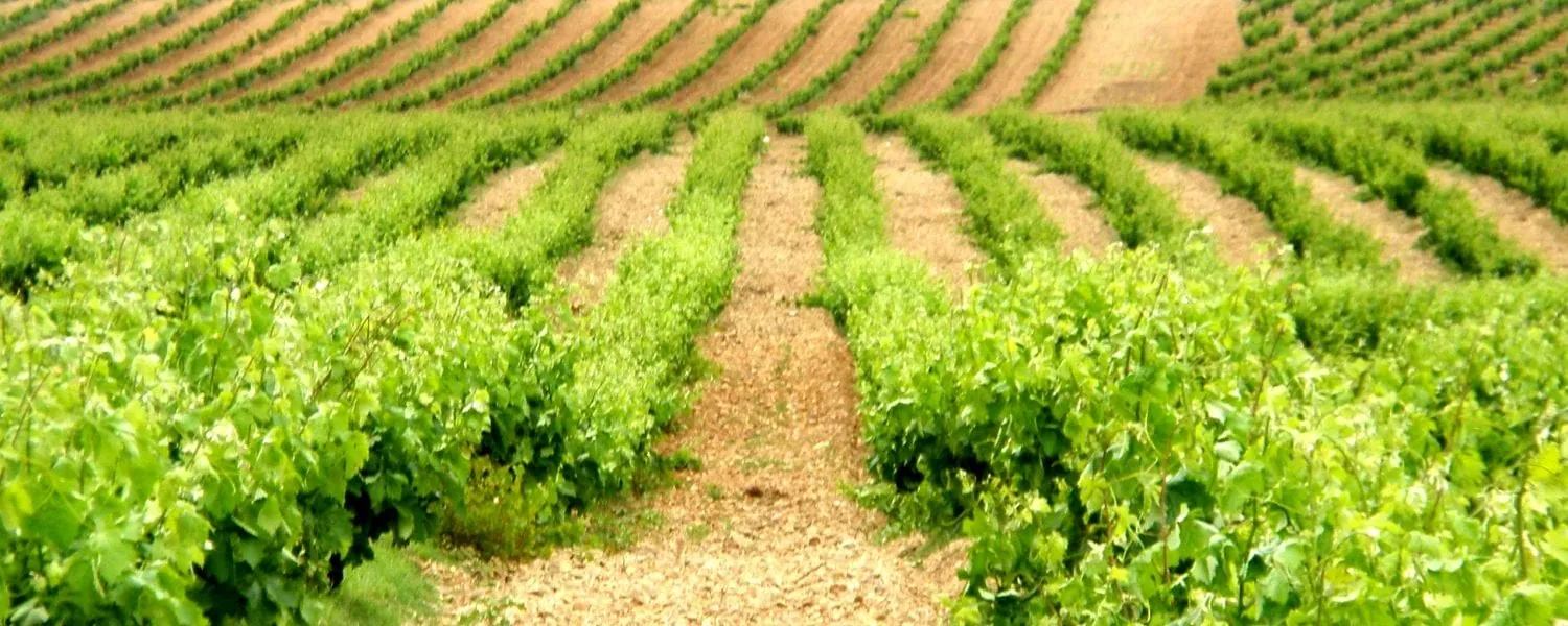 Viñedo de C.H. Vinos de Cubillas en la D.O. Cigales